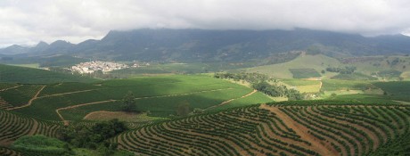 800px-Coffee_Plantation