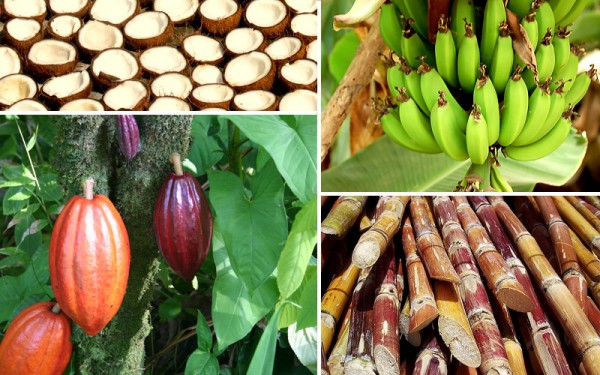 Fiji-food