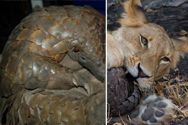 pangolin2