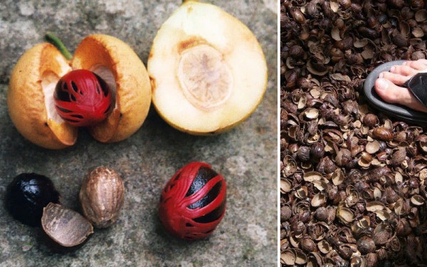 NutmegPath