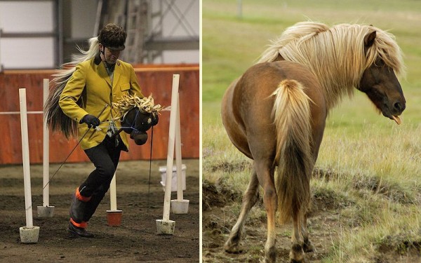 IcelandHorses