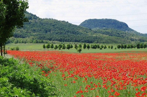 Poppies