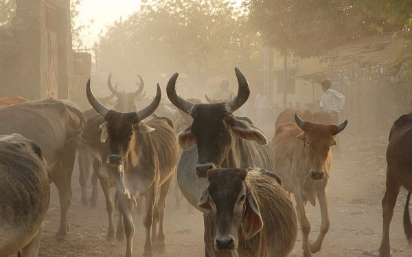 India-cows