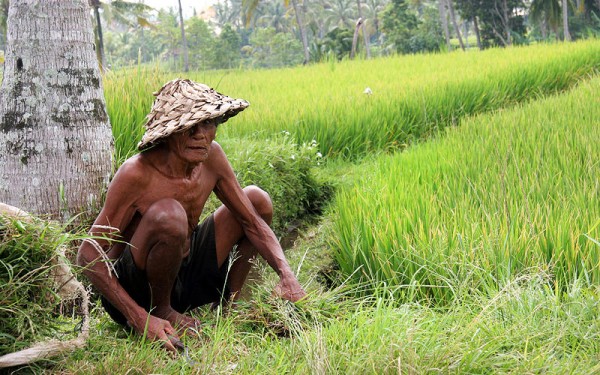 IndonesianRicePaddy