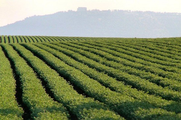 Chickpea-Field