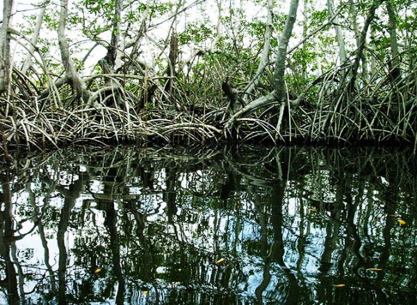 Jamaica-Black-River