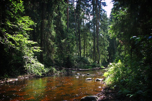 Latvian-forest