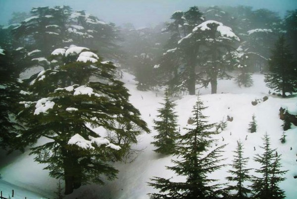 lebanon-forest