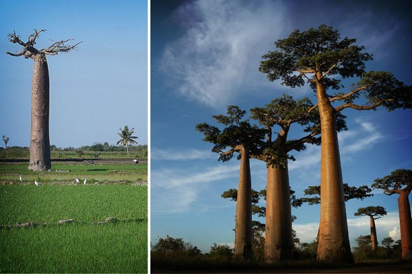 Baobab-Tree-in-rice-field-Madagascar