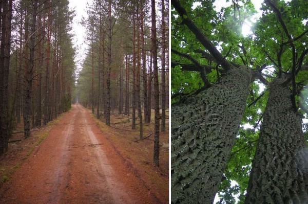 Lithuania-forest