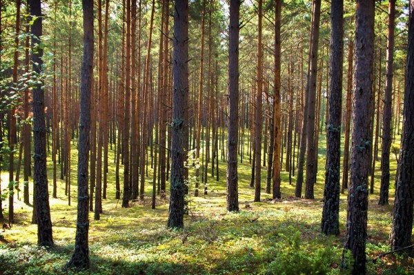 Lithuanian-forest-Gluko