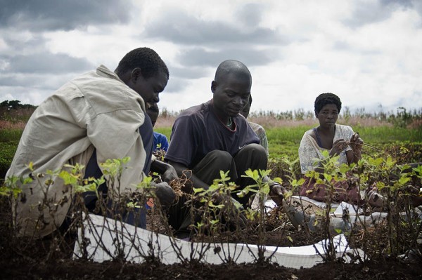 Malawi-groundnut-harvesting