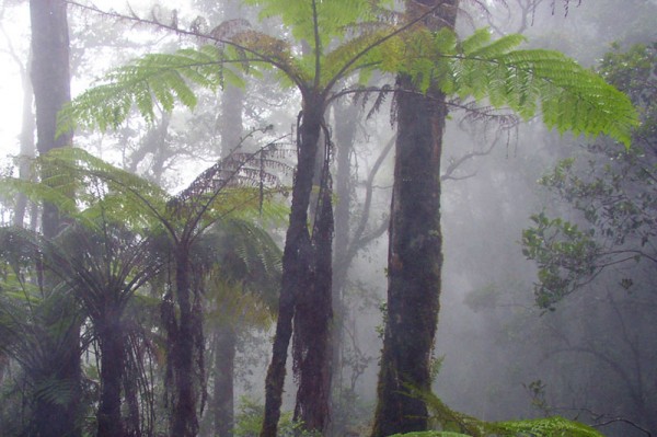 Malaysia-forest
