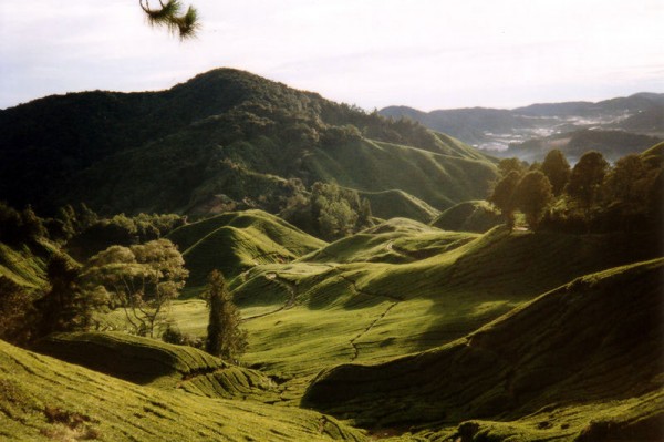 Malaysian-highlands