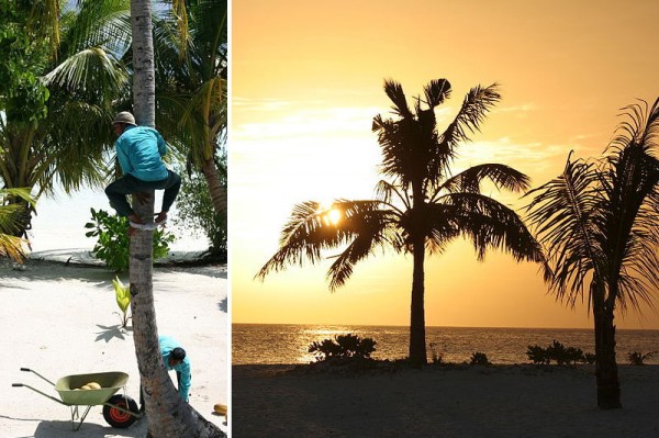 Maldives-coconut
