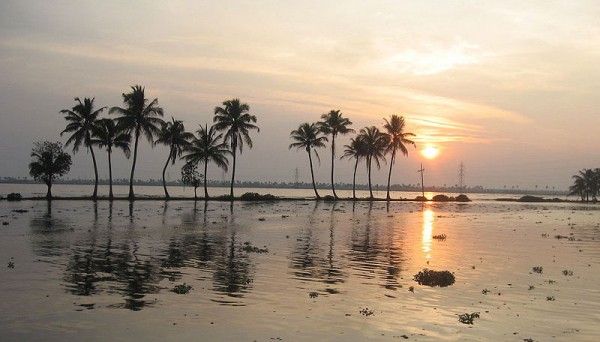 Maldives-trees
