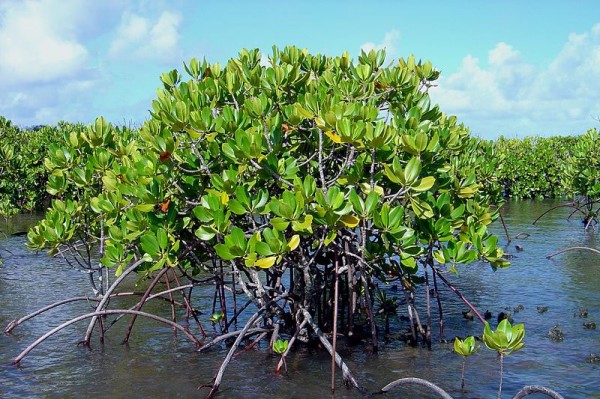 Mangroves