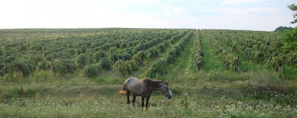 Moldova-vineyard