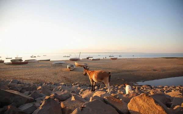 Goats-on-Mozambique-beaches