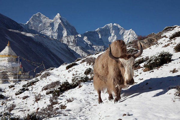 Yak-in-Nepalese-mountains