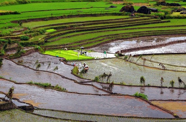rice-terraces