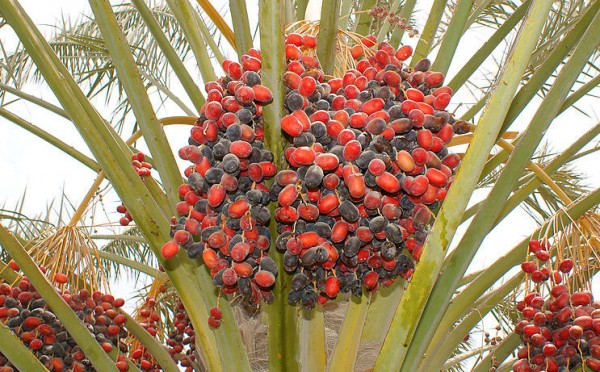Date-palm-tree