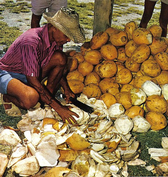 Cutting open young coconuts for drinking, Seychelles. Photo by Dino Sassi.