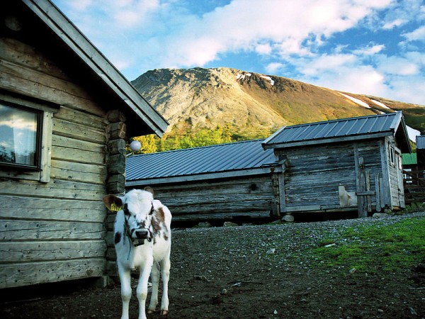 Sånfjällets National park in Härjedalen, Sweden. Photo by "CC-BY-SA-3.0" Jonny Hansson.