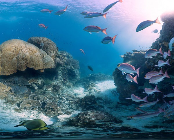 Underwater Earth / Catlin Seaview Survey. Photo by Heron Bommie SVII.