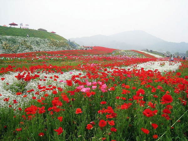 The Flower Village of Paju City by Ben Hur. 