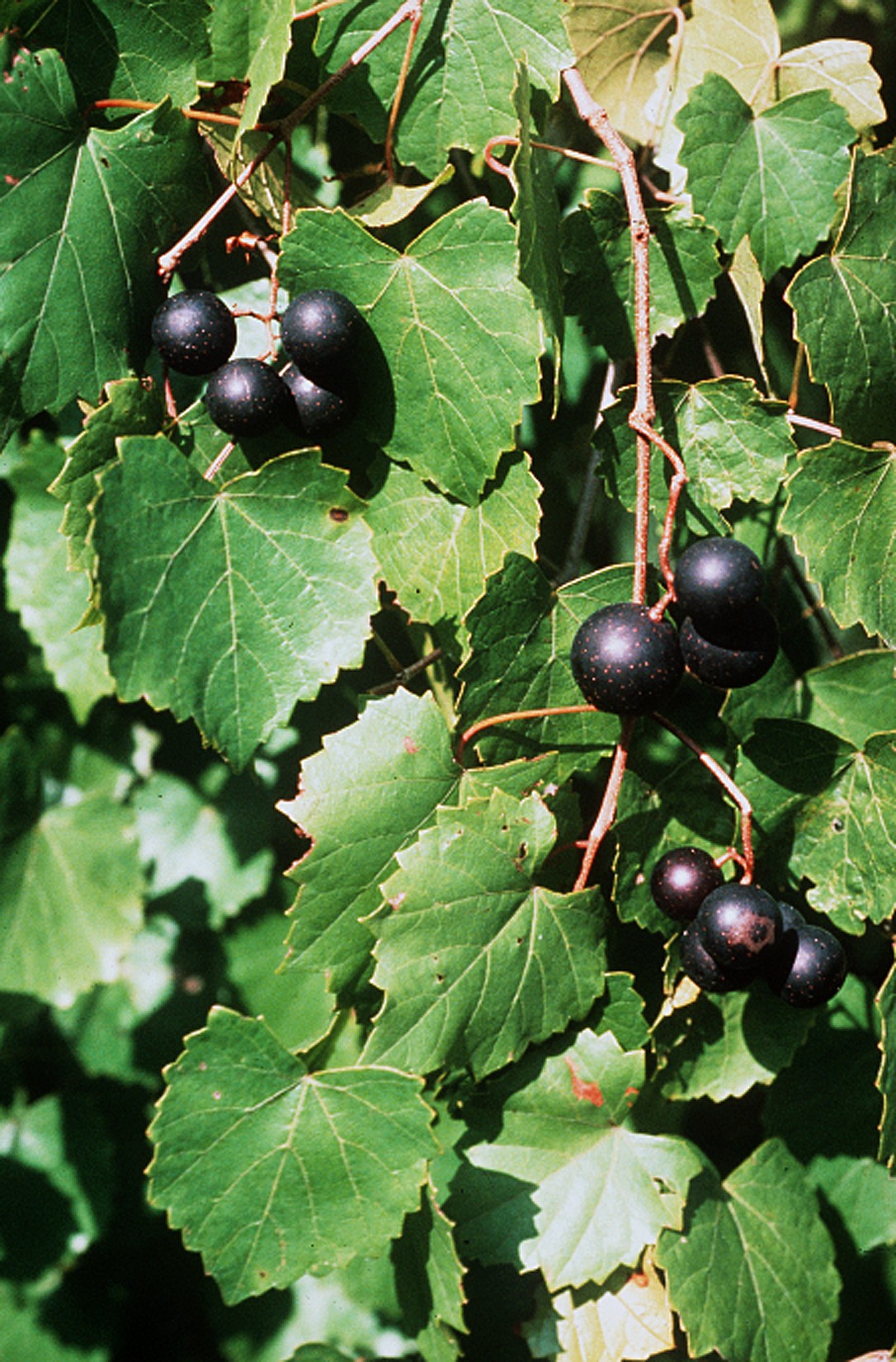 "Vitis rotundifolia". Licensed under Public Domain via Commons - https://commons.wikimedia.org/wiki/File:Vitis_rotundifolia.jpg#/media/File:Vitis_rotundifolia.jpg