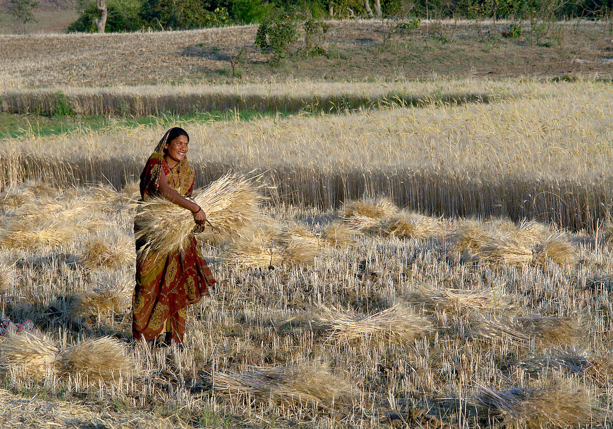 Woman harvesting wheat by Yann Forget