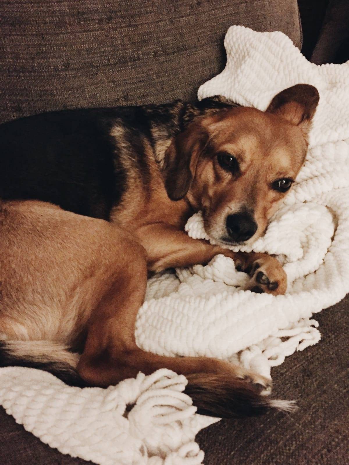 dog laying on a blanket on a couch