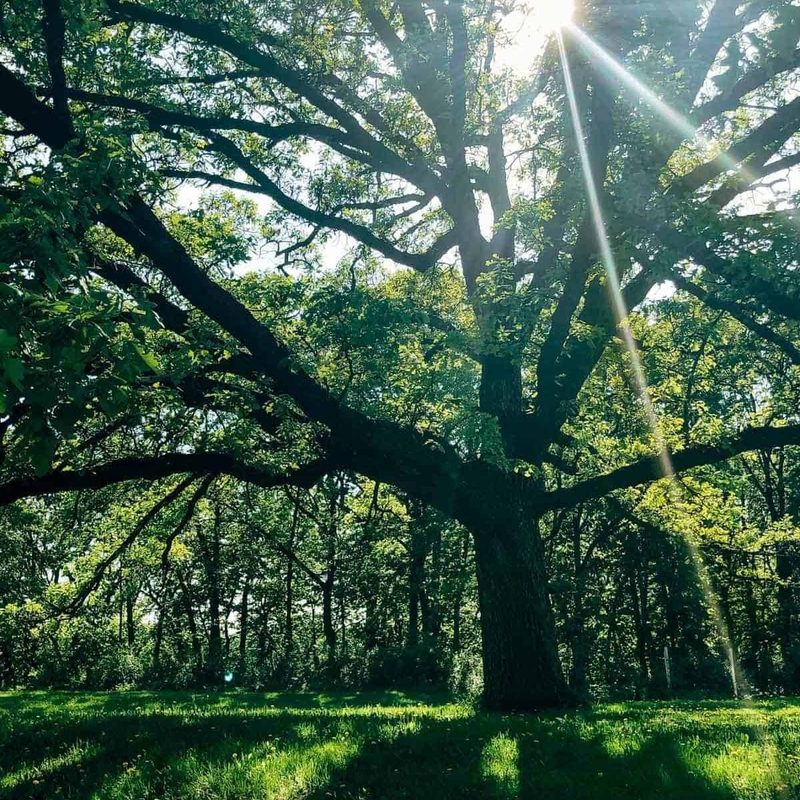 A green tree in the sunshine.